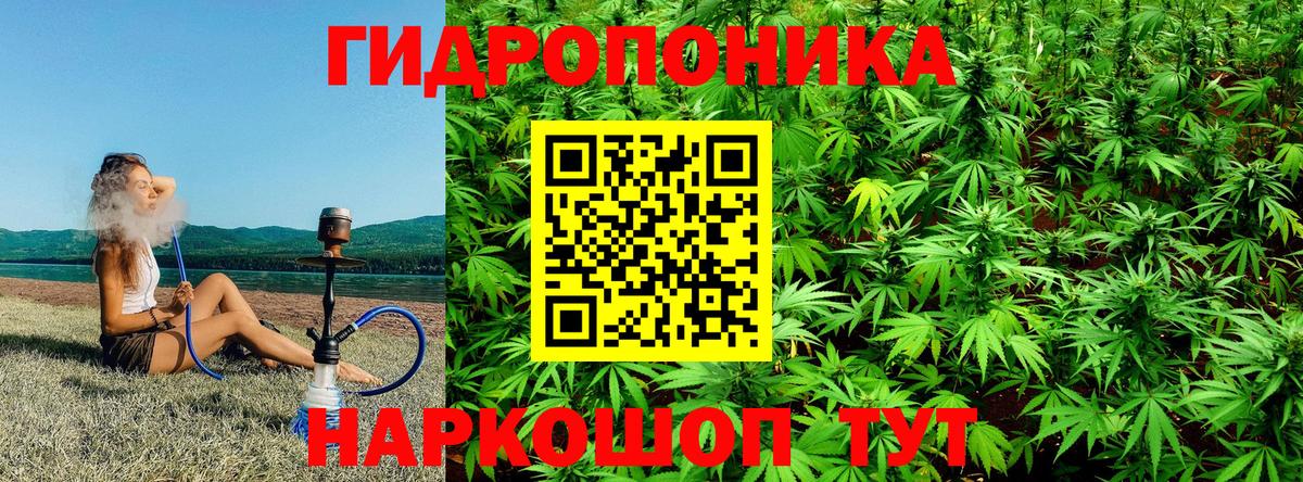 Конопля индика Пугачёв